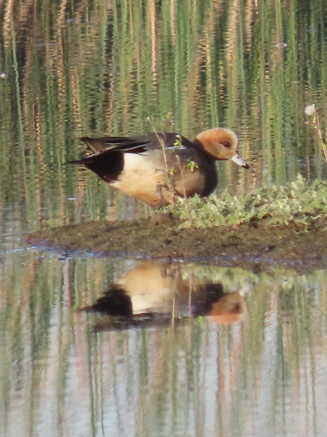 Eurasian Wigeon - ML424502091