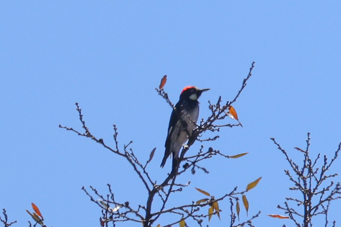 Acorn Woodpecker - ML424502691