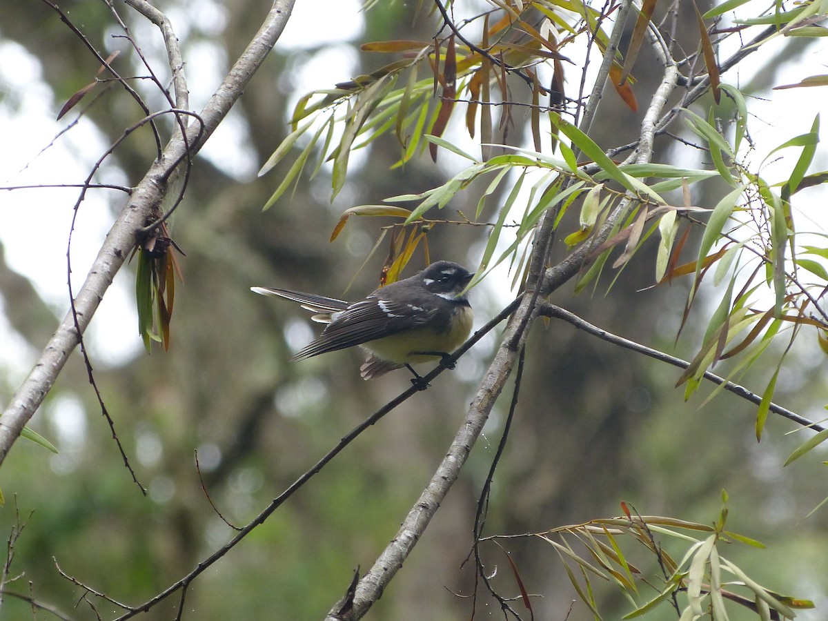 Gray Fantail - David Vickers