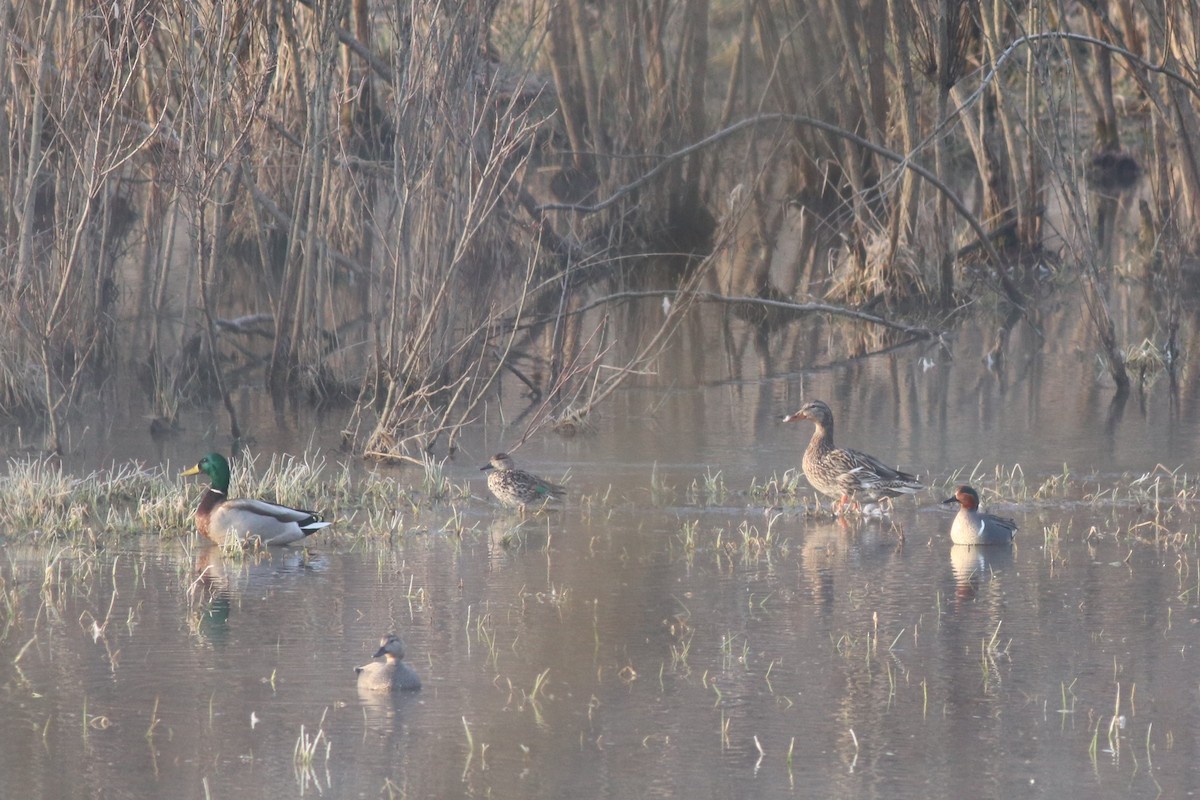 Green-winged Teal - ML424505021