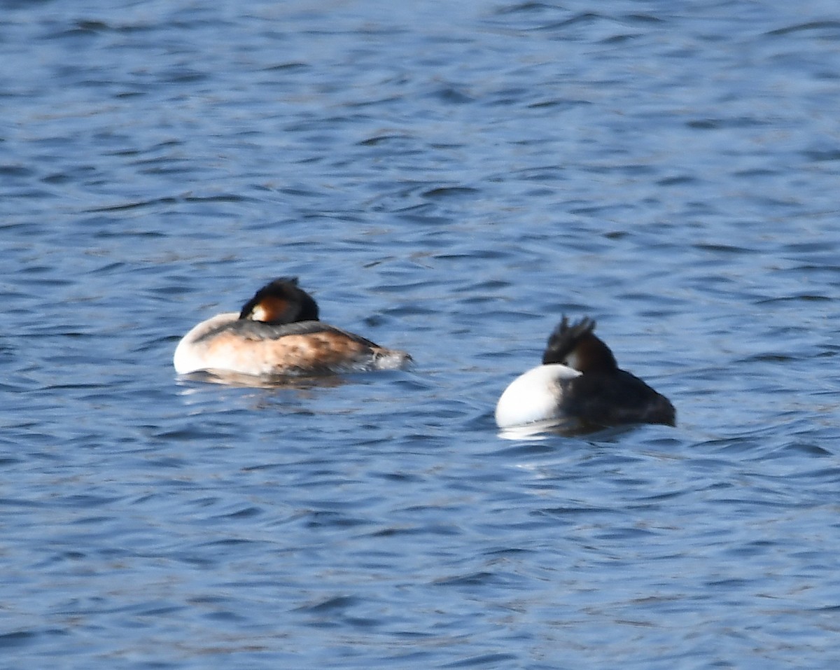 Great Crested Grebe - ML424505191