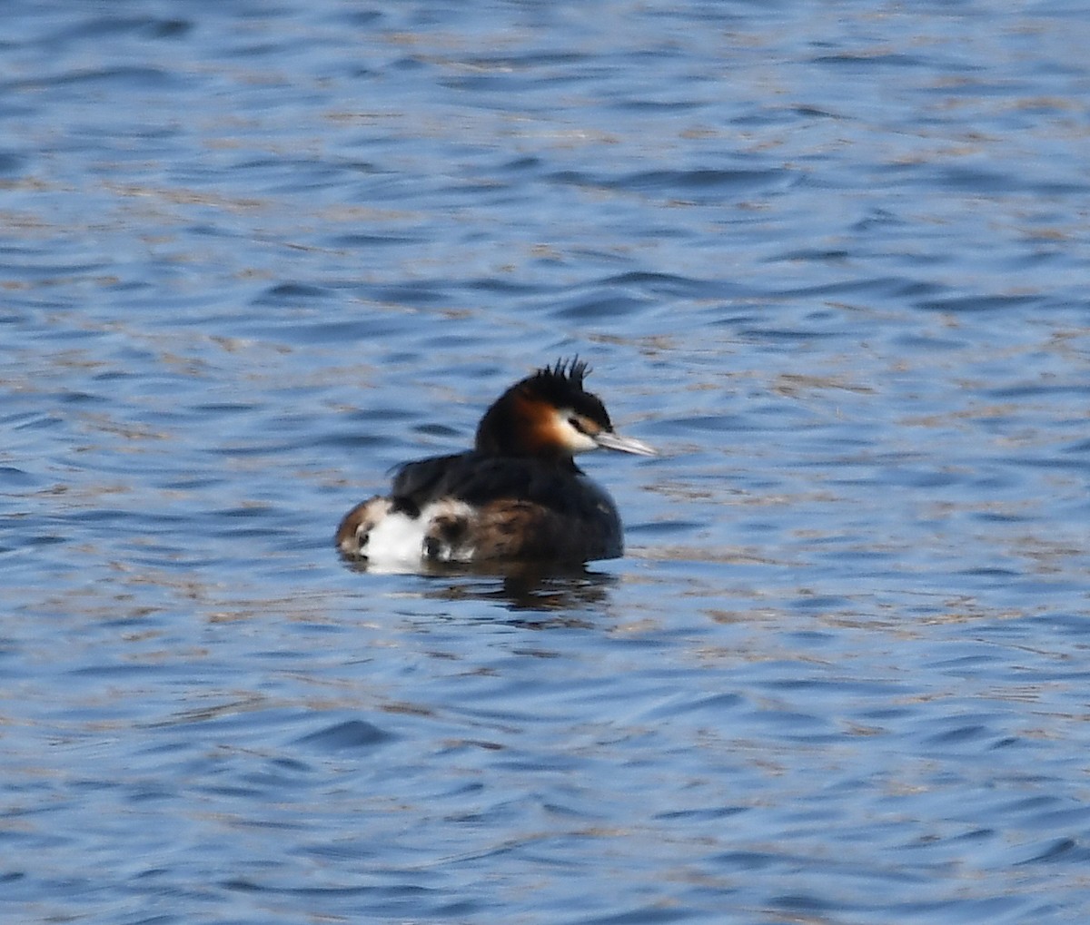 Great Crested Grebe - ML424505211