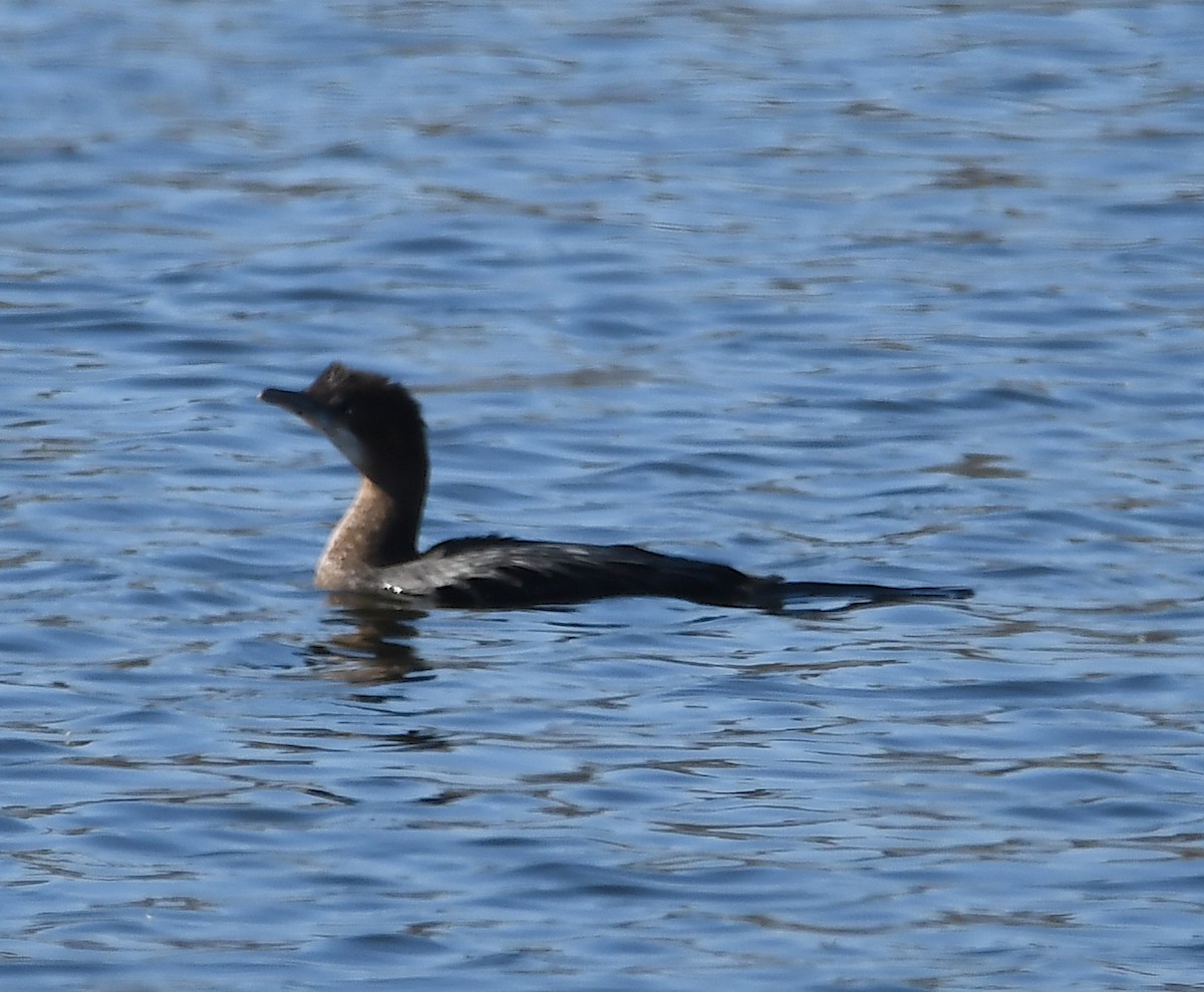 Pygmy Cormorant - ML424505281