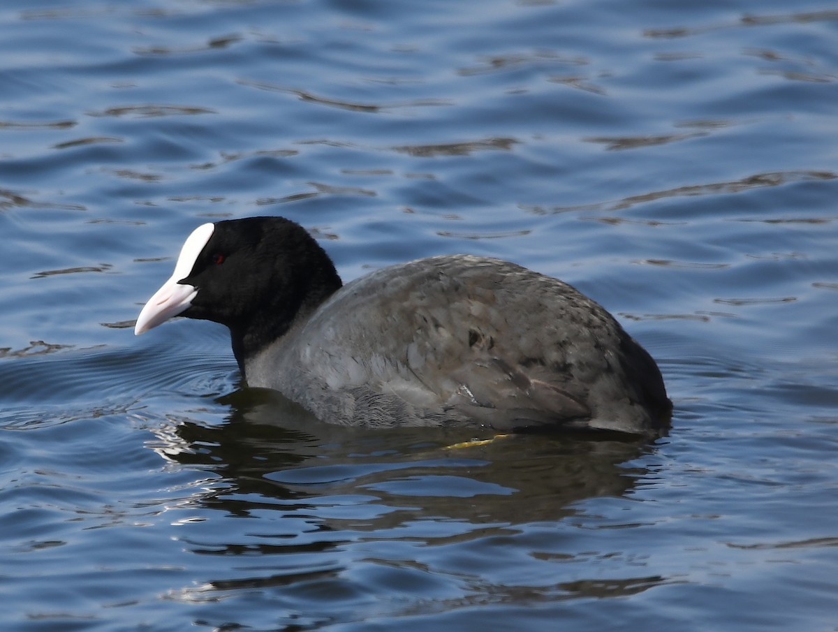 Eurasian Coot - ML424505451