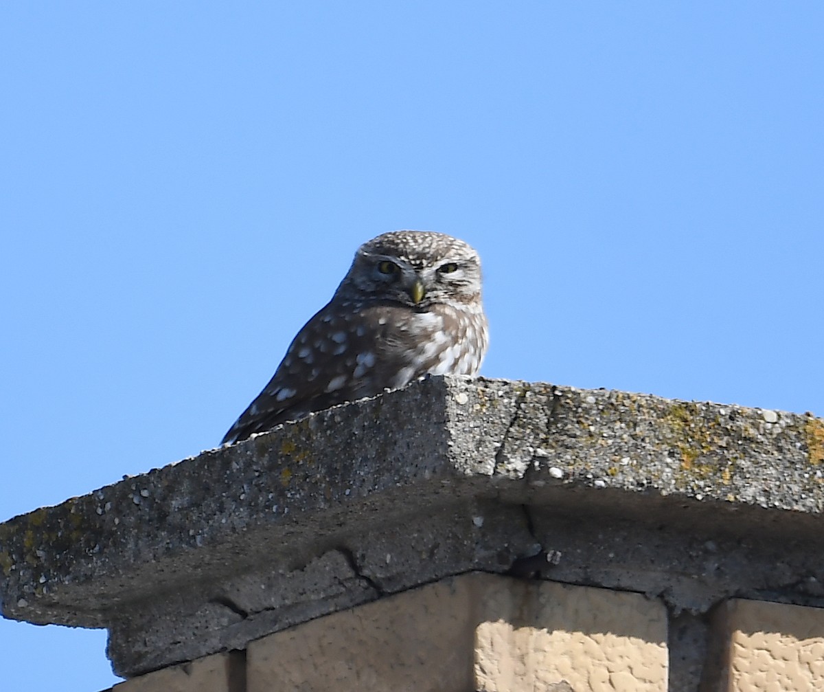 Mochuelo Europeo - ML424506201