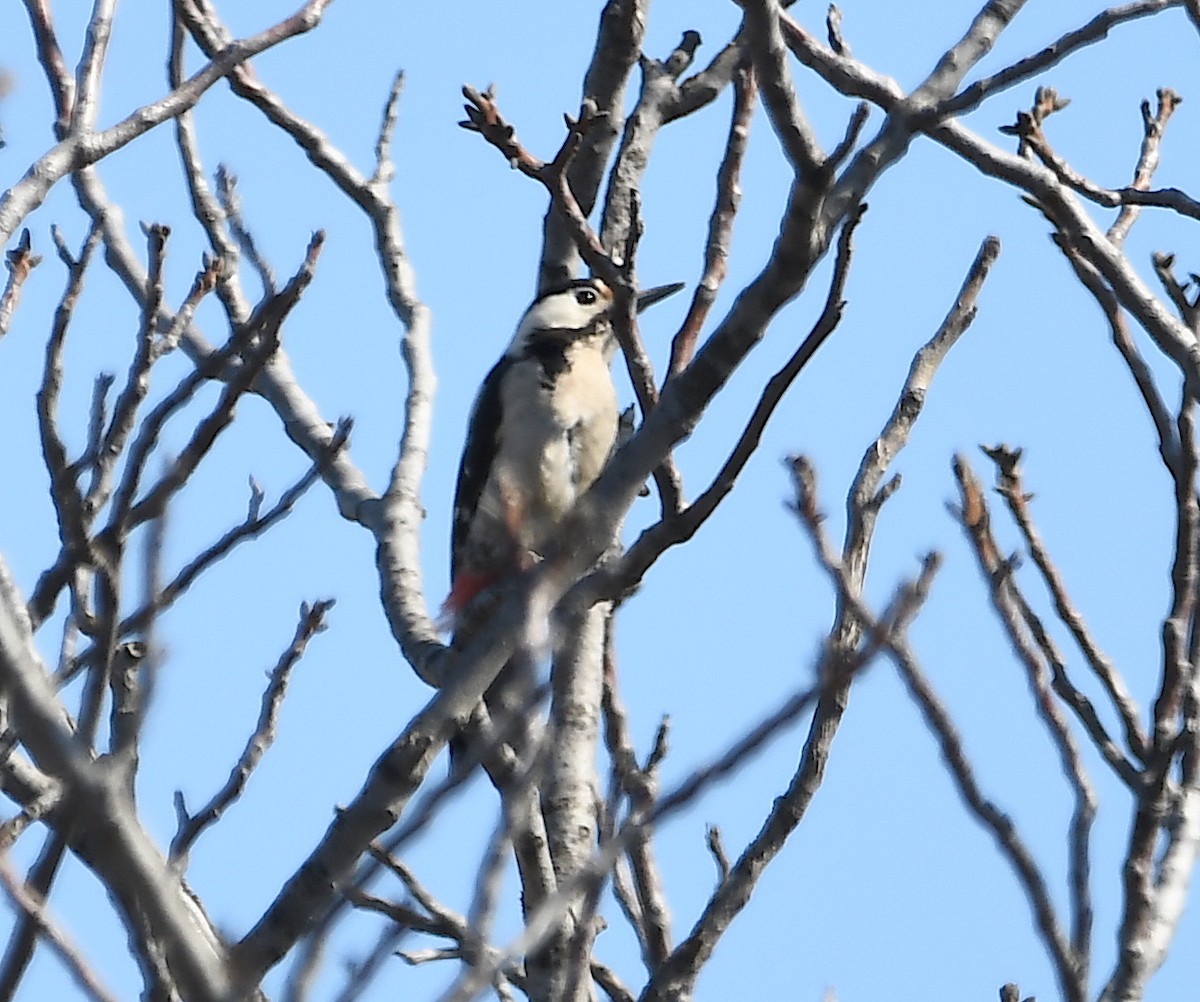 Syrian Woodpecker - ML424506271