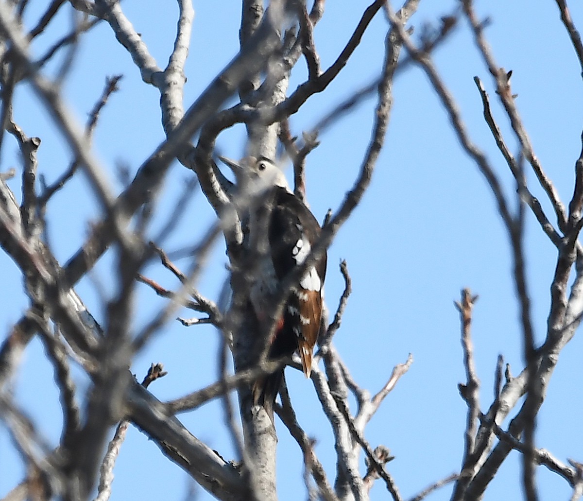 Syrian Woodpecker - ML424506281