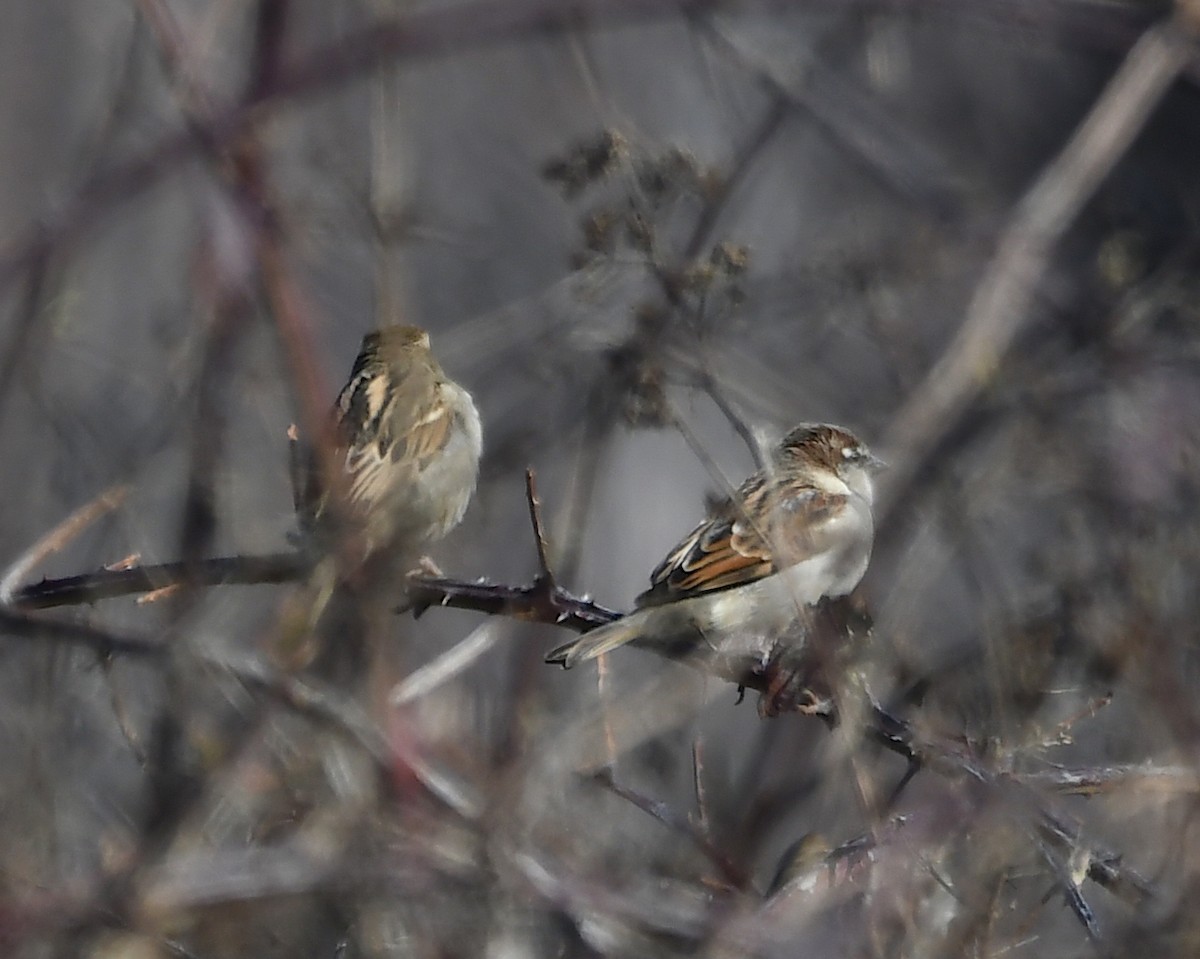 House Sparrow - ML424506601