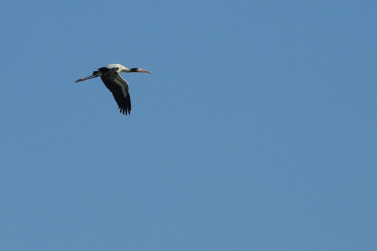 Wood Stork - ML424507341