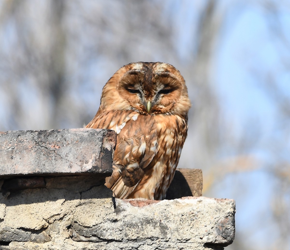 Tawny Owl - ML424507401