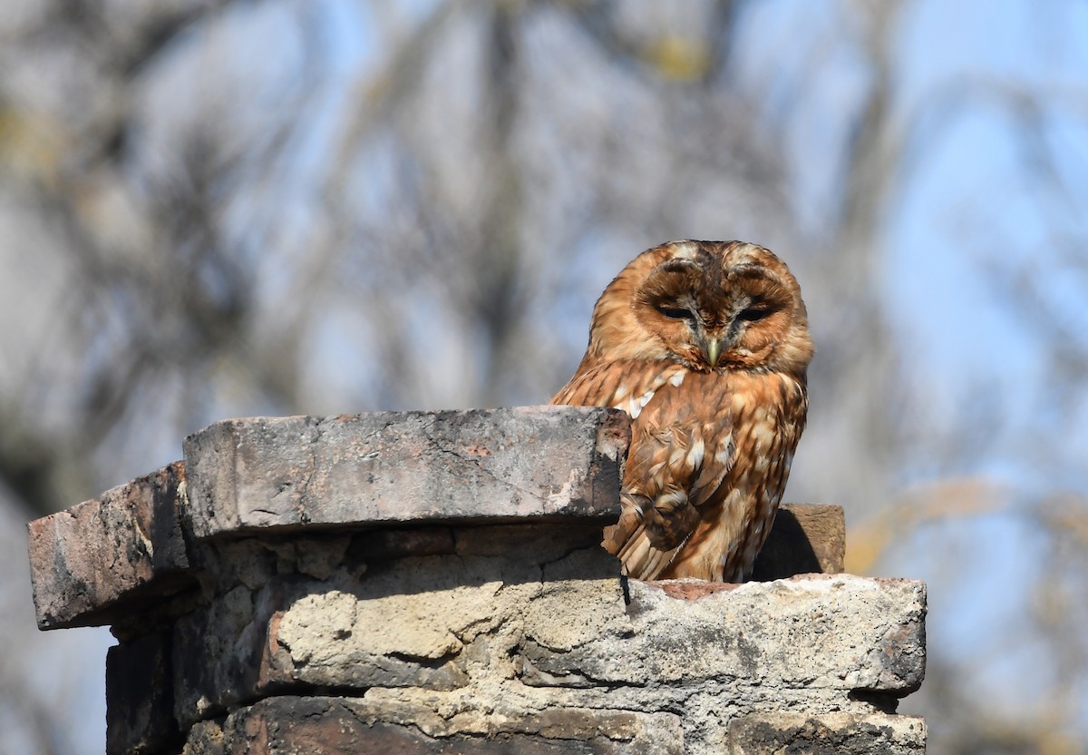 Tawny Owl - ML424507411