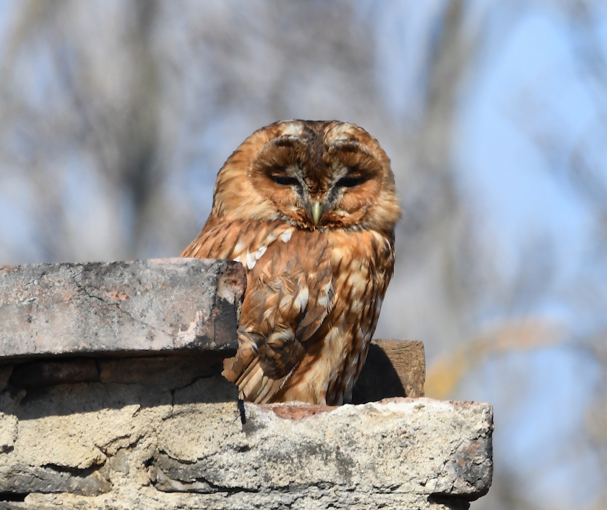 Tawny Owl - ML424507491