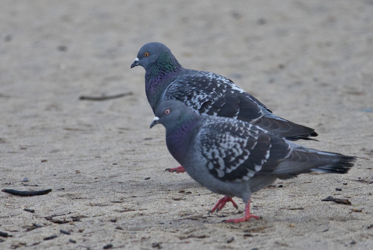 Rock Pigeon (Feral Pigeon) - ML424507541