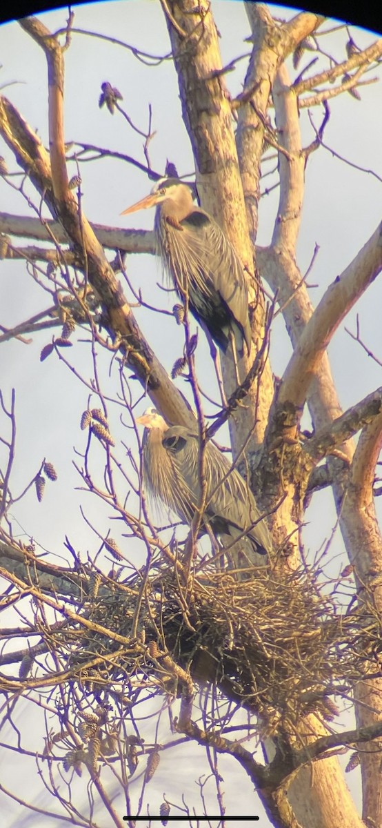 Great Blue Heron - ML424507761