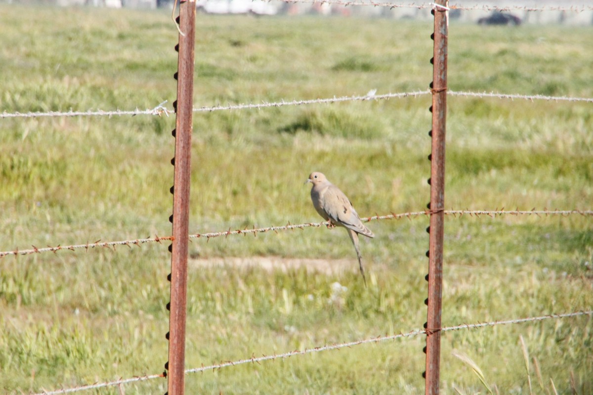 Mourning Dove - Dane Fagundes