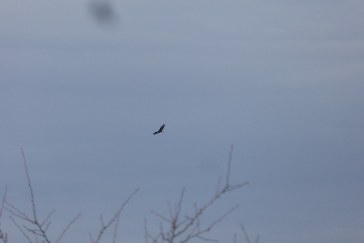 Turkey Vulture - ML424509551