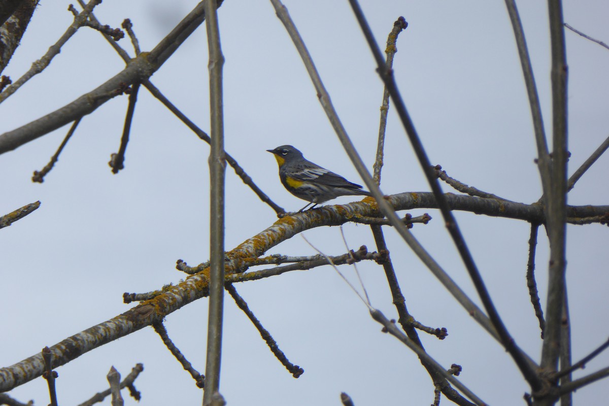 Yellow-rumped Warbler - ML424509931