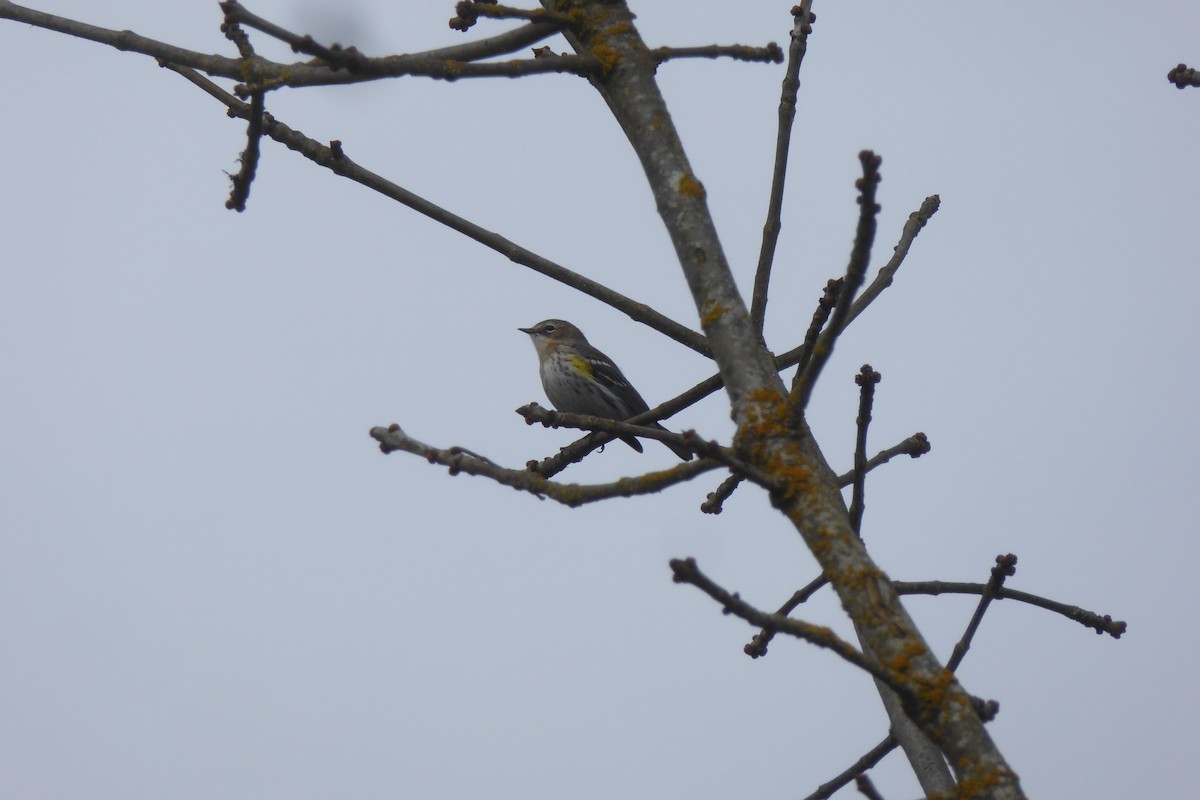 Yellow-rumped Warbler - ML424509991