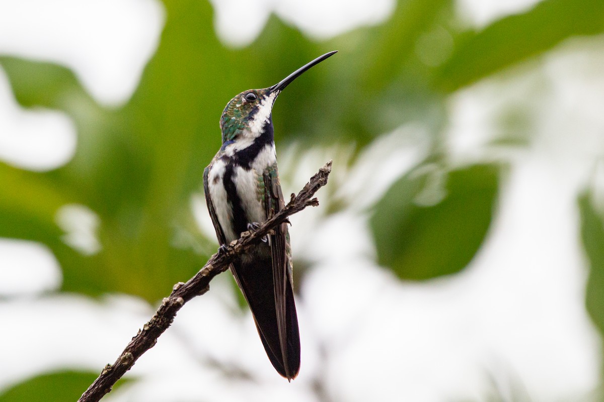 kolibřík tropický - ML424513251