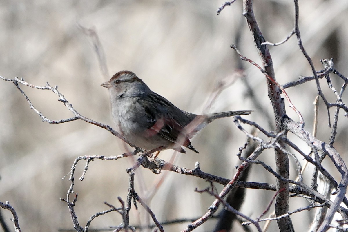White-crowned Sparrow - ML424515581