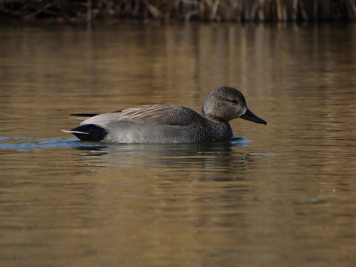 Gadwall - ML424515661