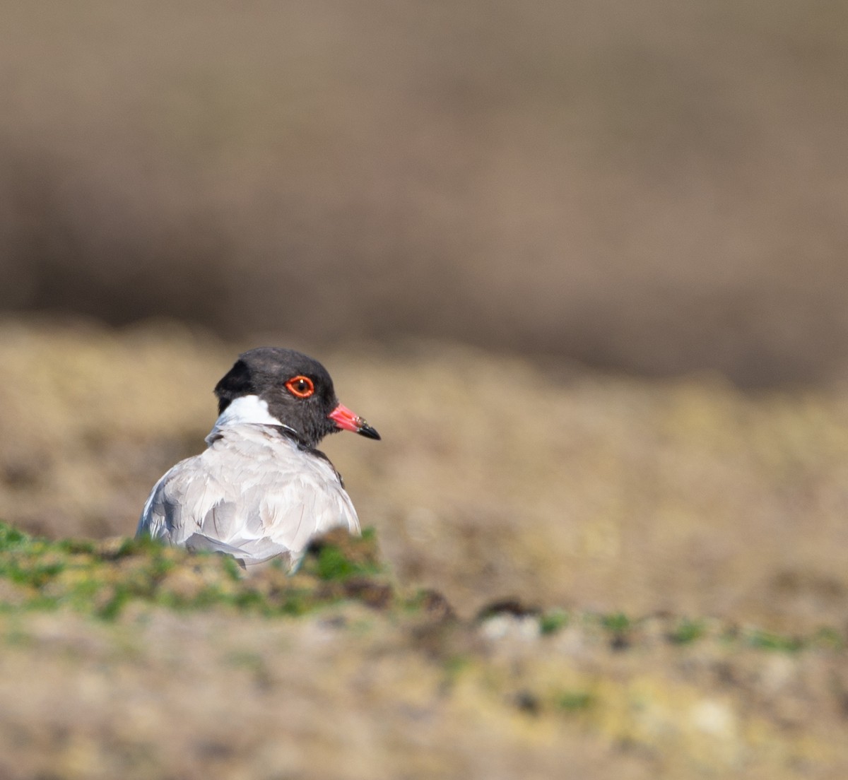 Hooded Plover - ML424515821
