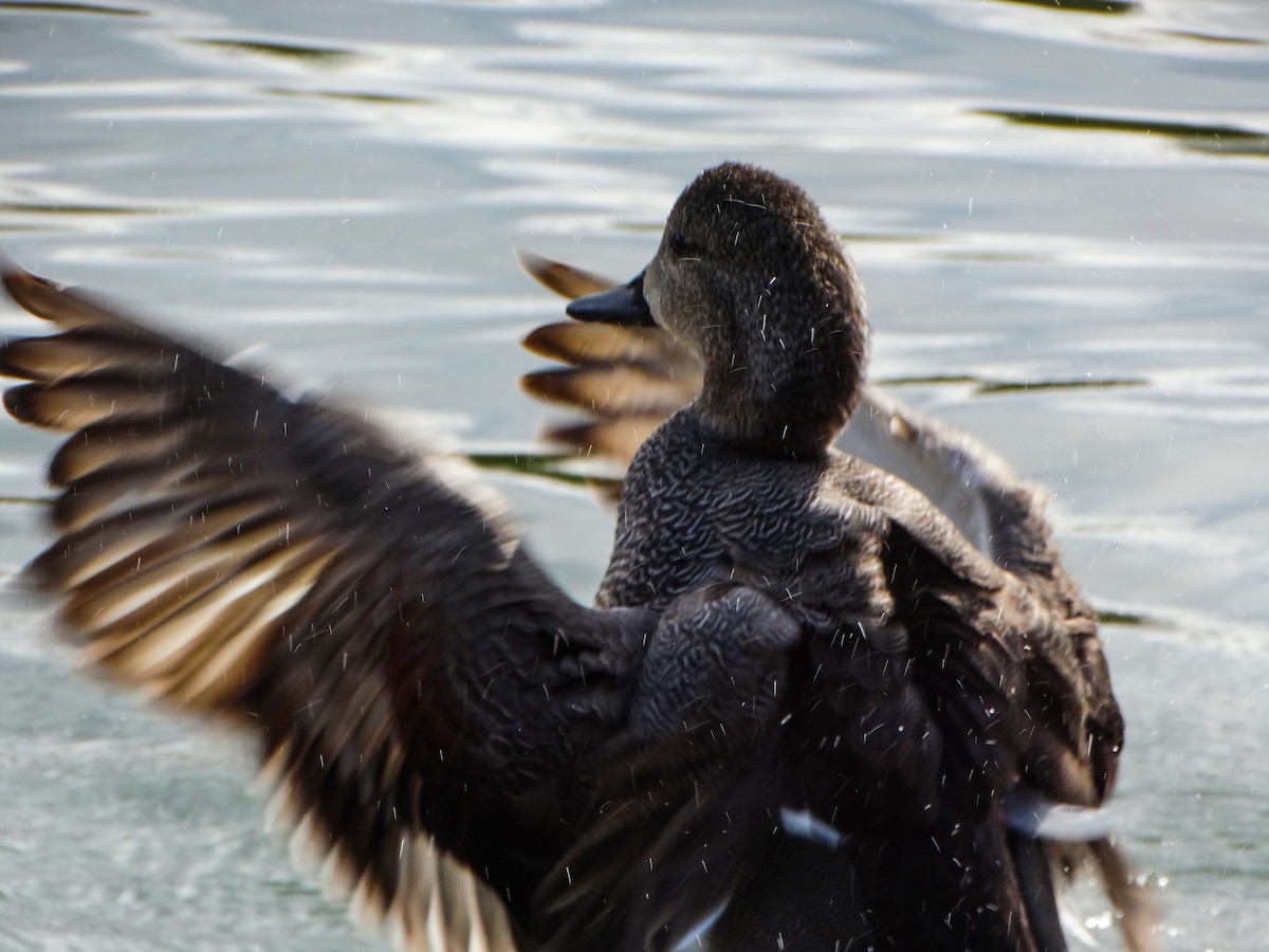 Gadwall - ML424515871