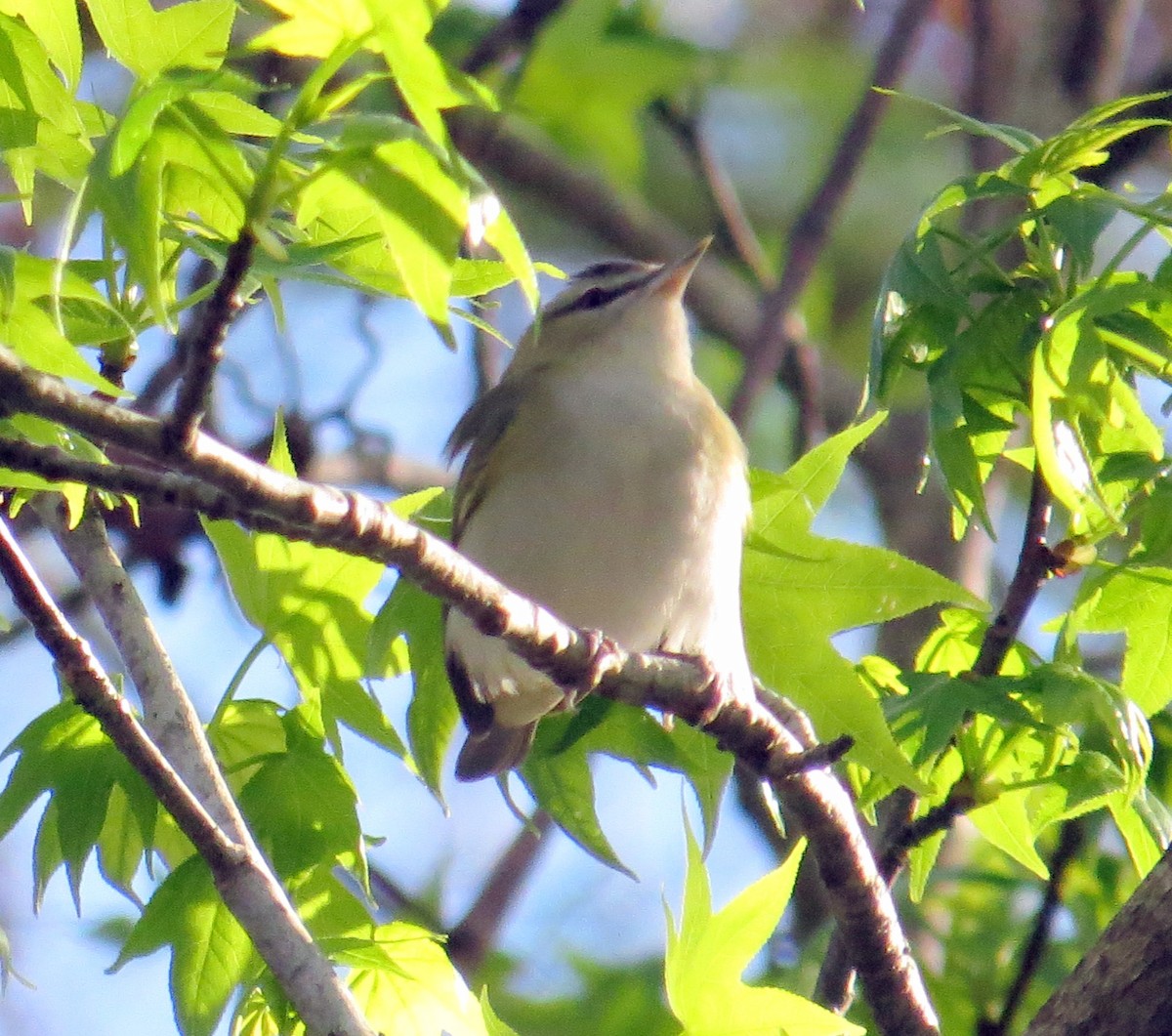 Red-eyed Vireo - ML424515881