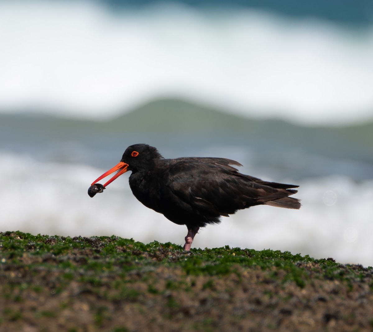 Sooty Oystercatcher - ML424515981