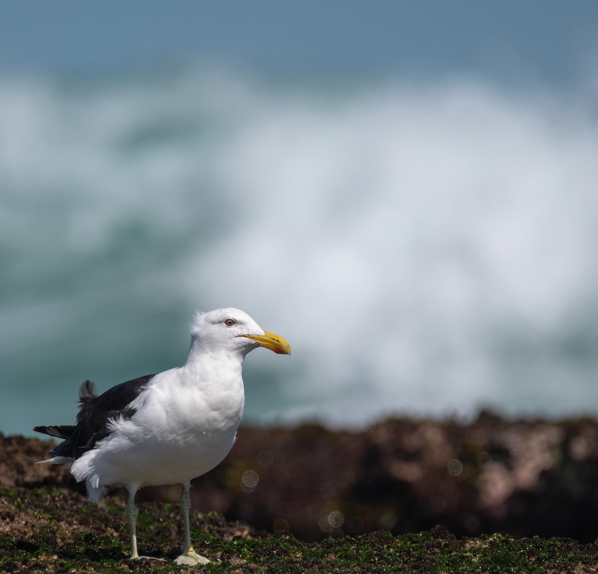 Kelp Gull - ML424516081