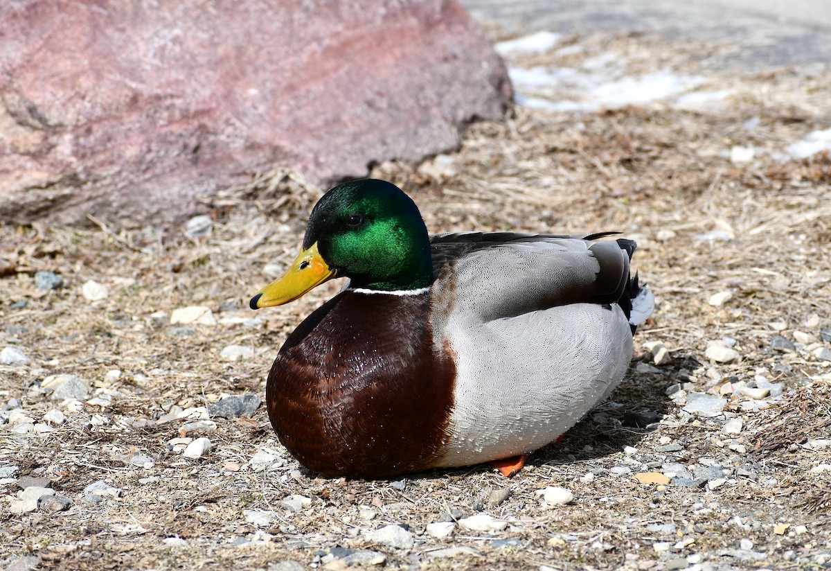 Mallard - ML424517591