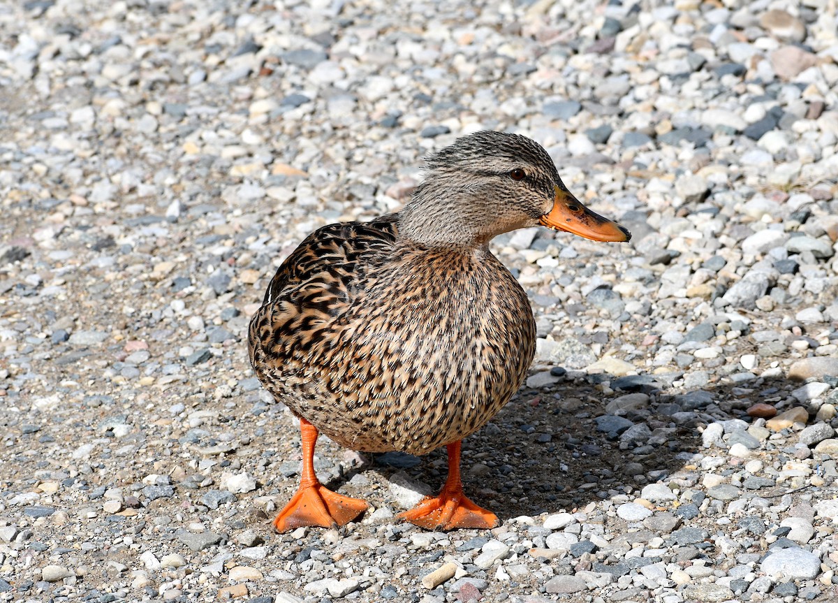 Mallard - ML424517601