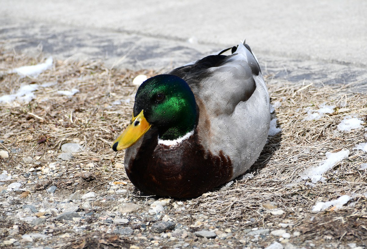 Mallard - ML424517651