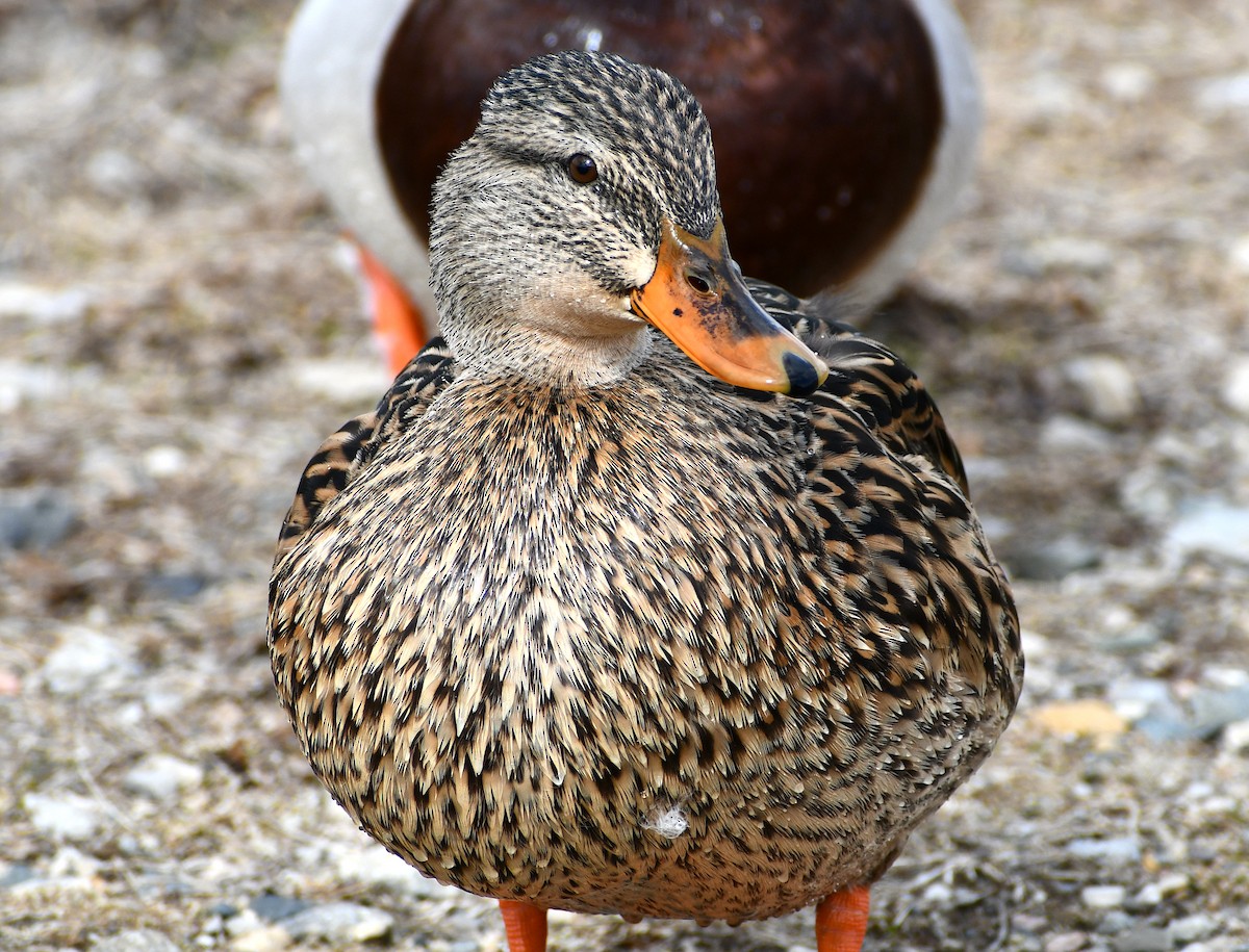 Mallard - ML424517881