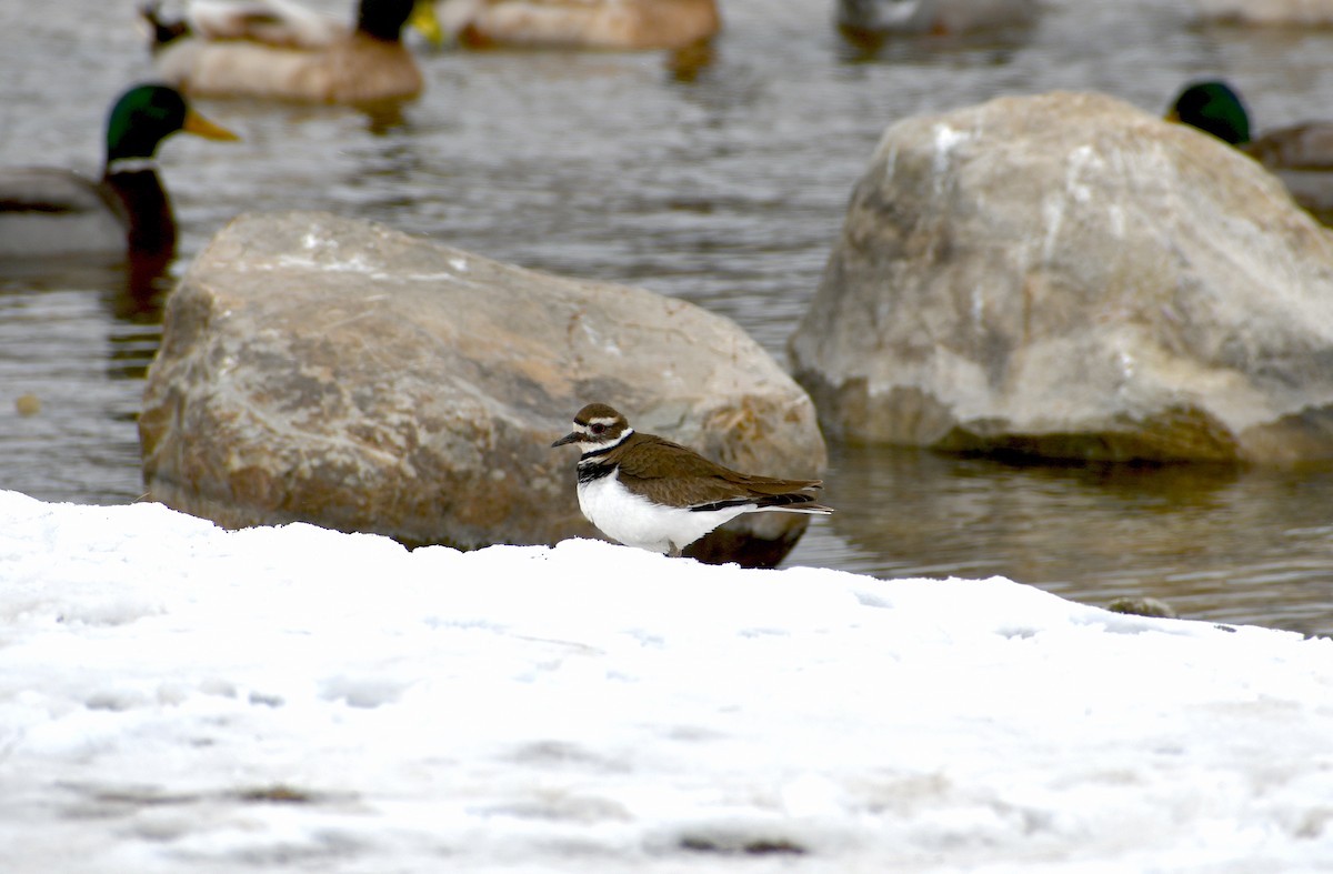 Killdeer - ML424518051