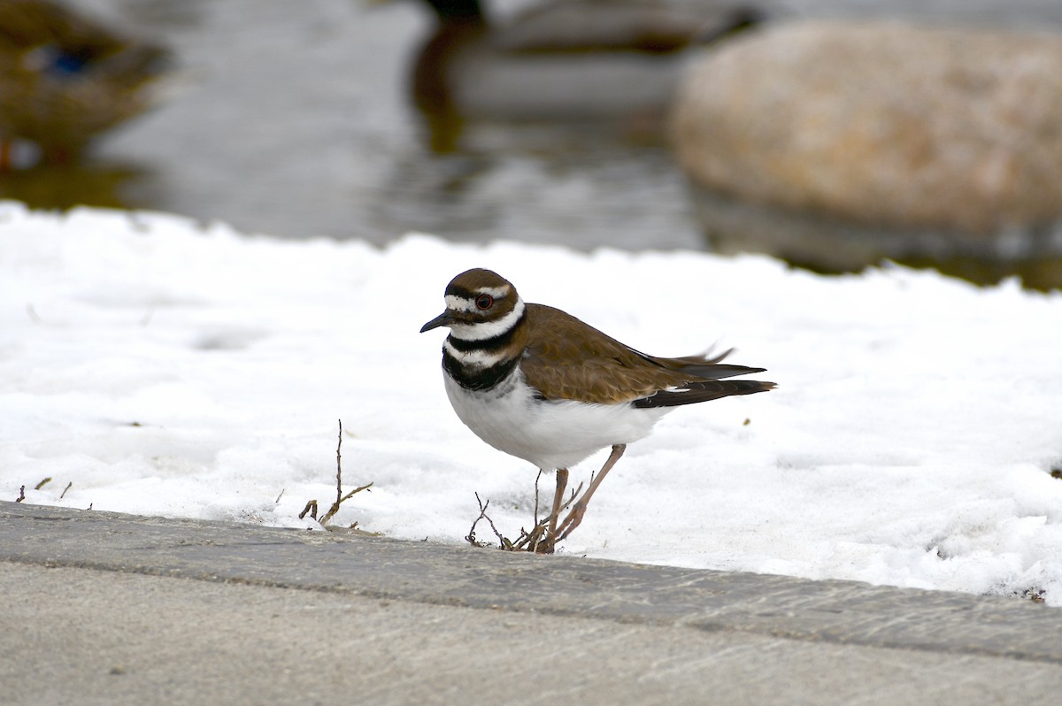 Killdeer - ML424518161
