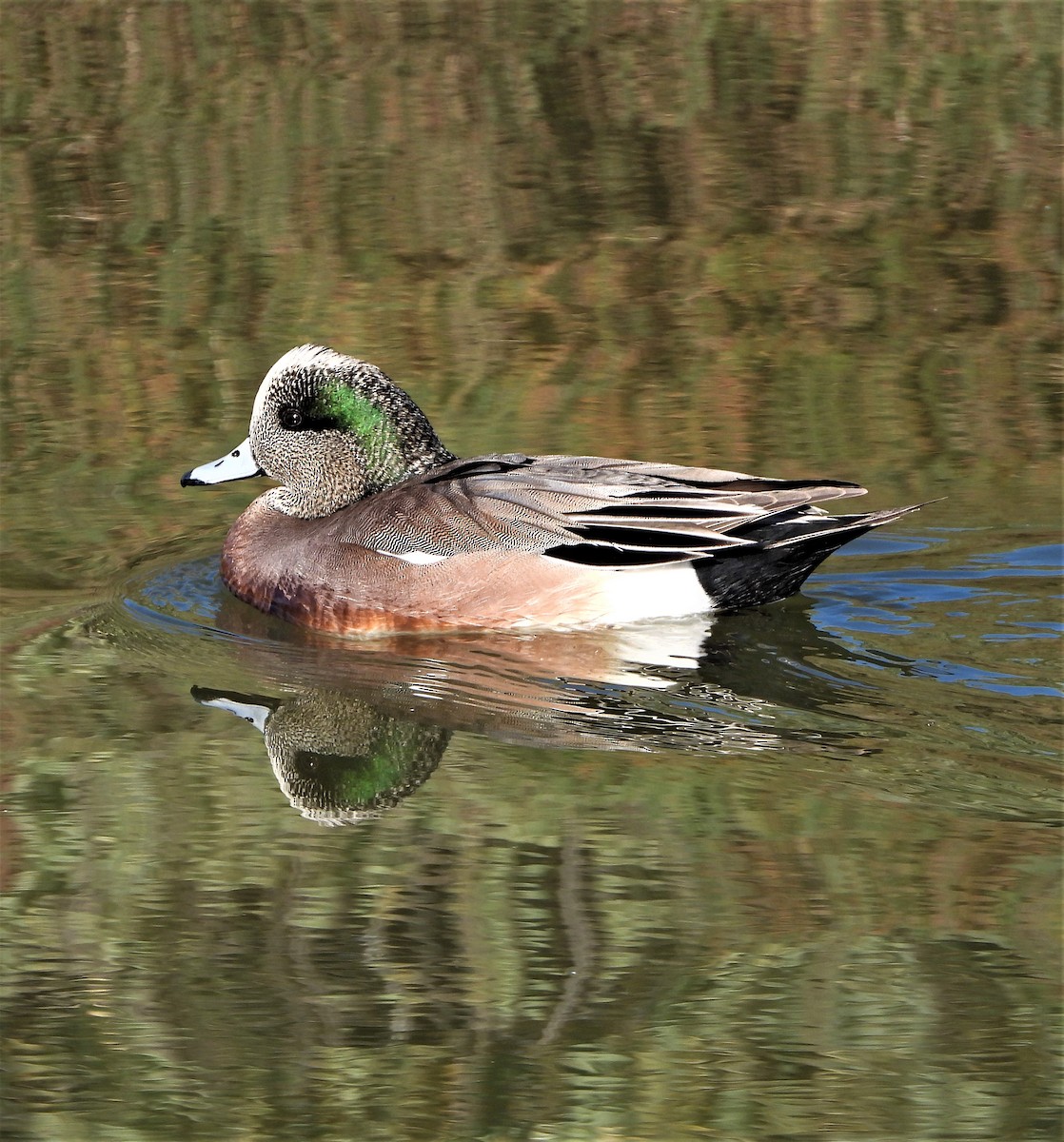 American Wigeon - ML424520051