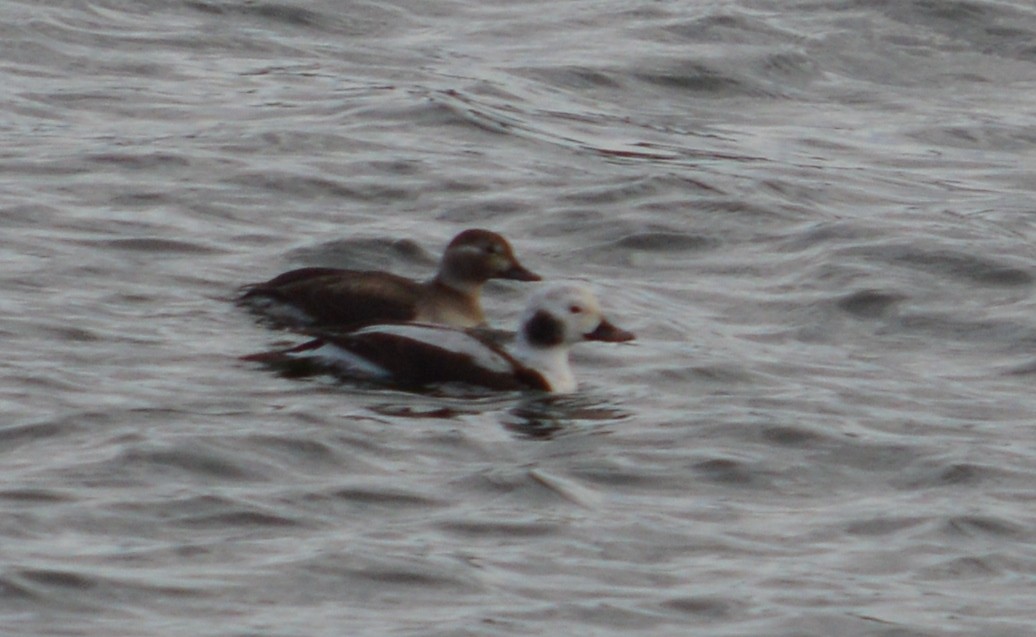 Long-tailed Duck - ML42452031
