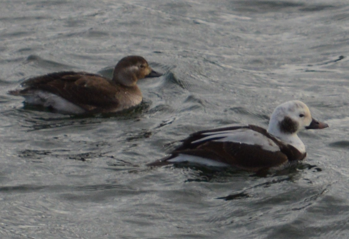 Long-tailed Duck - ML42452051