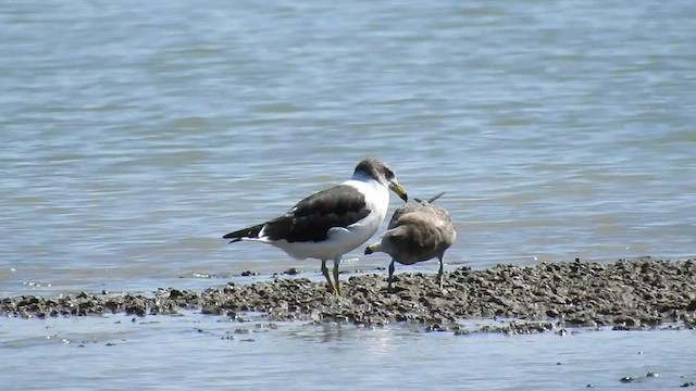 Olrog's Gull - ML424521751