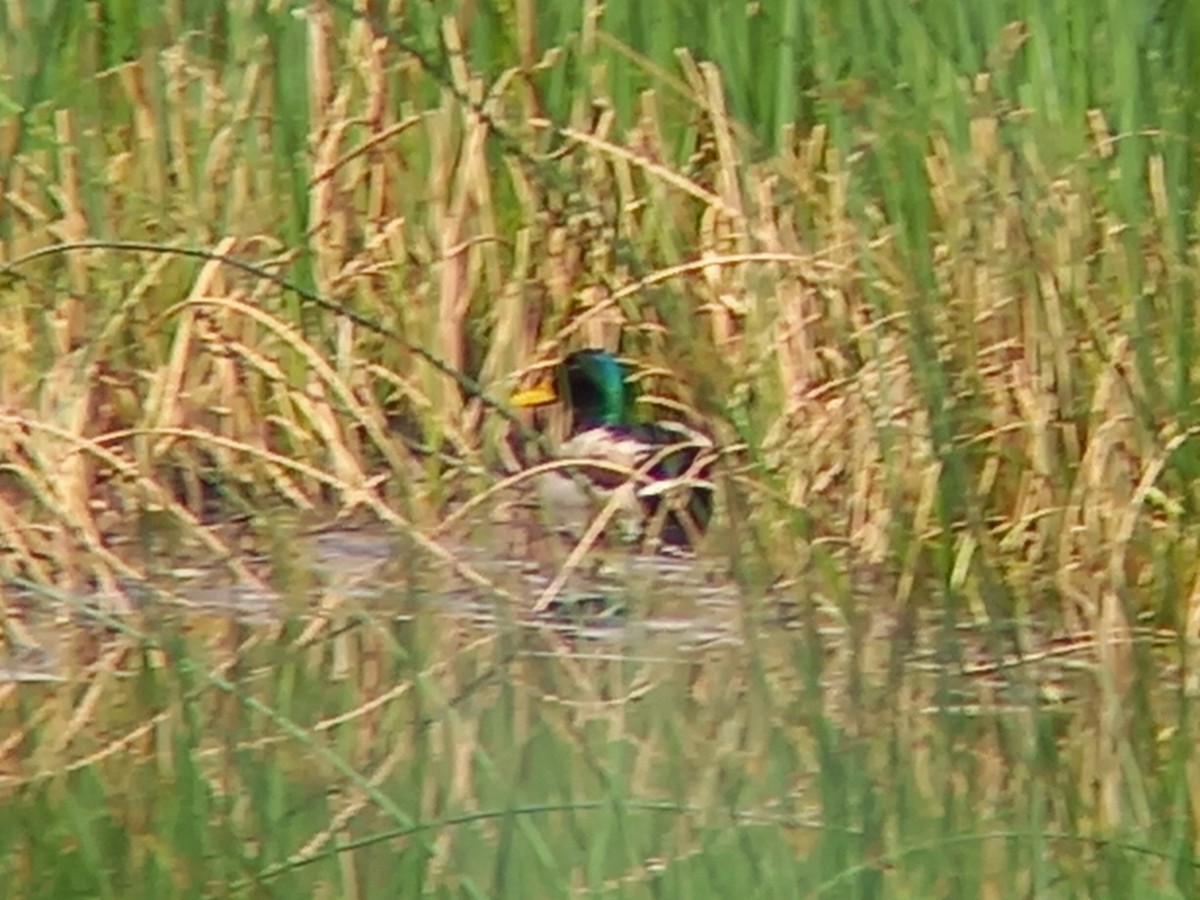 Mallard - Nelson Conceição