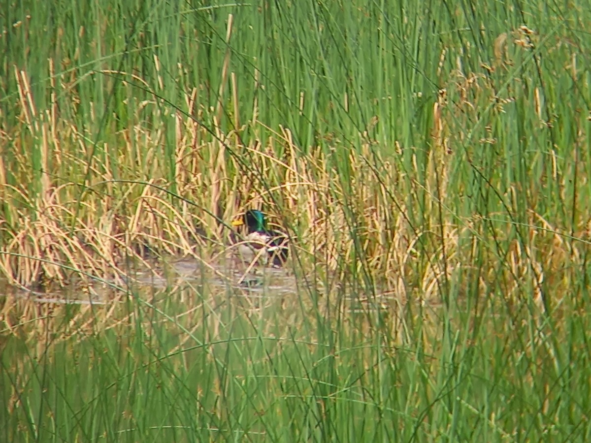 Mallard - Nelson Conceição