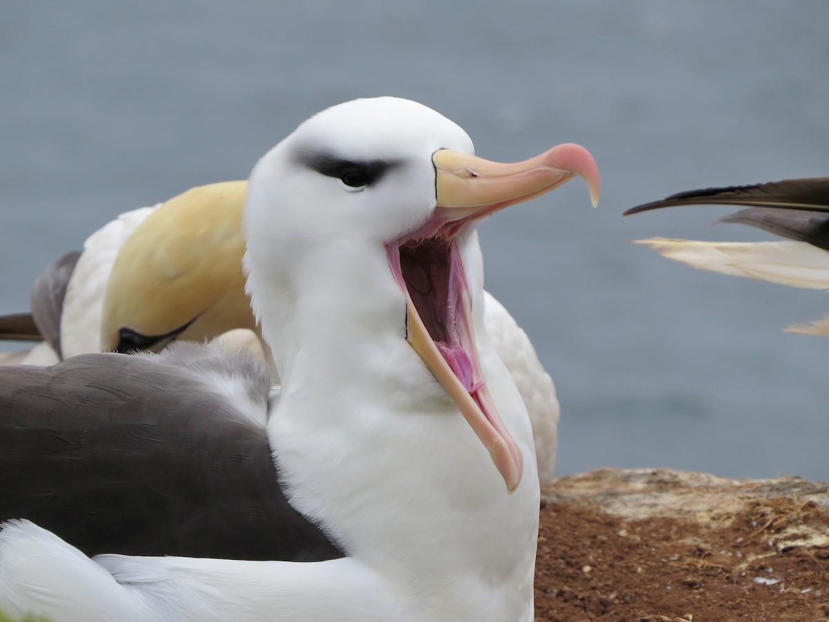 Black-browed Albatross - ML424525141