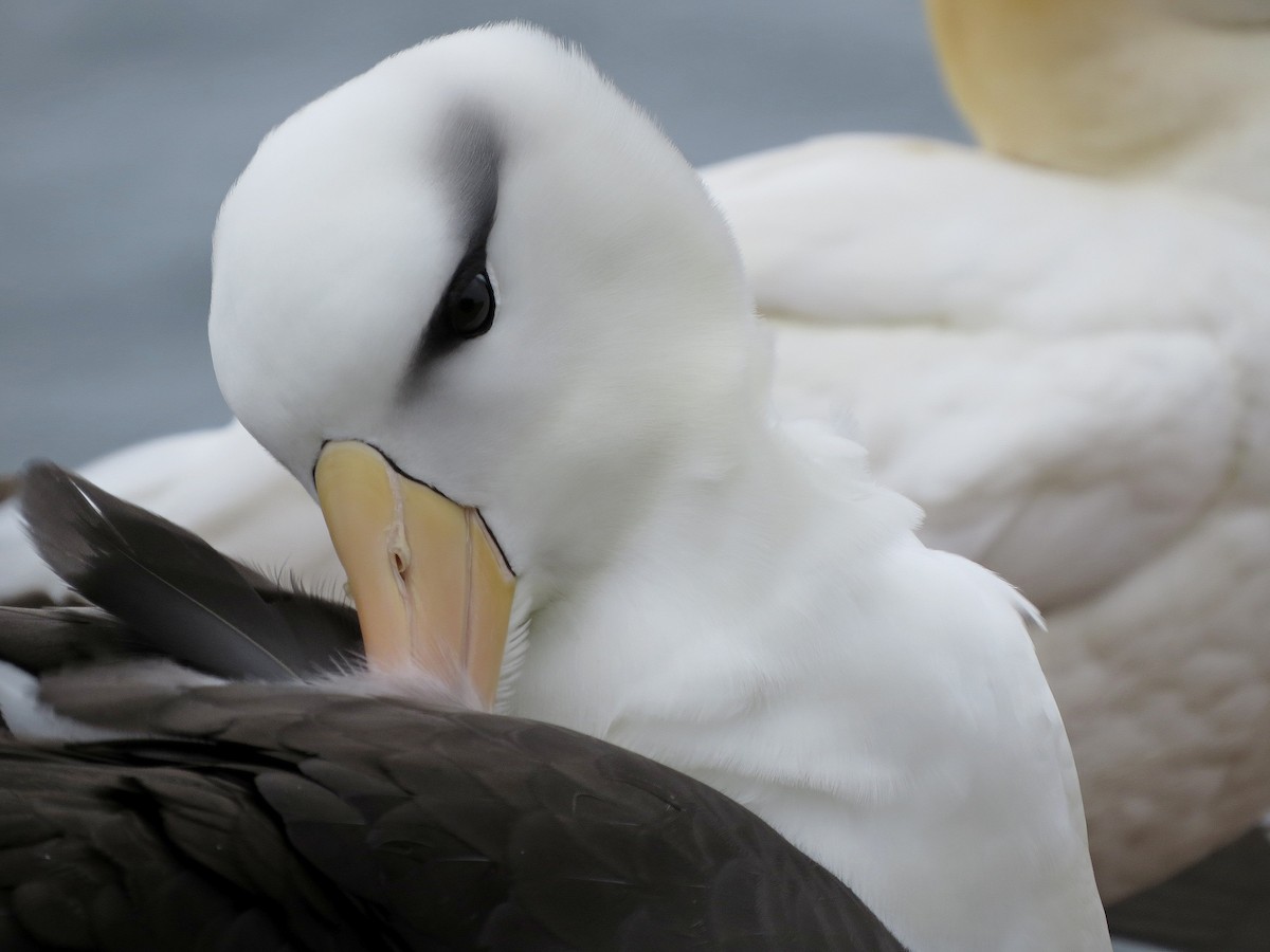 Black-browed Albatross - Jörg Hanoldt