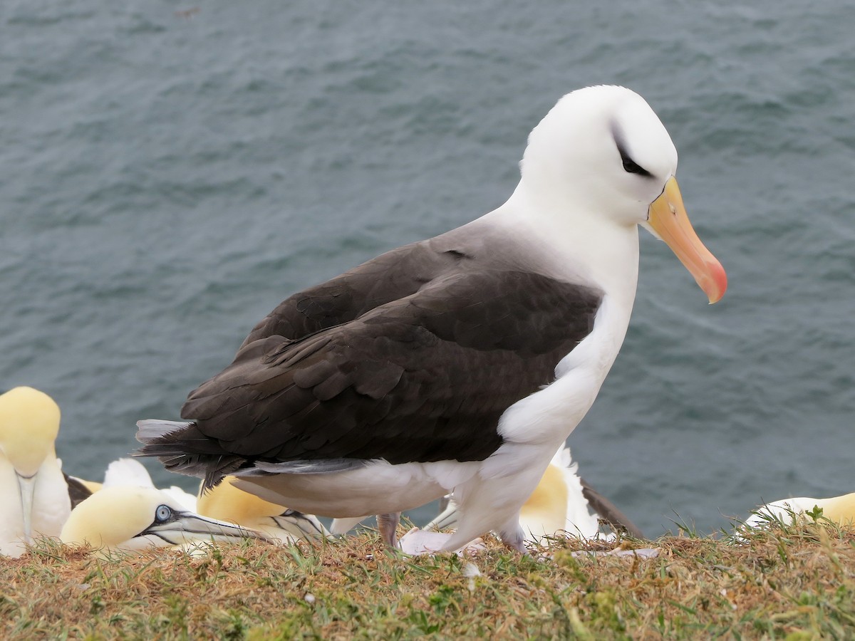 Black-browed Albatross - ML424525341