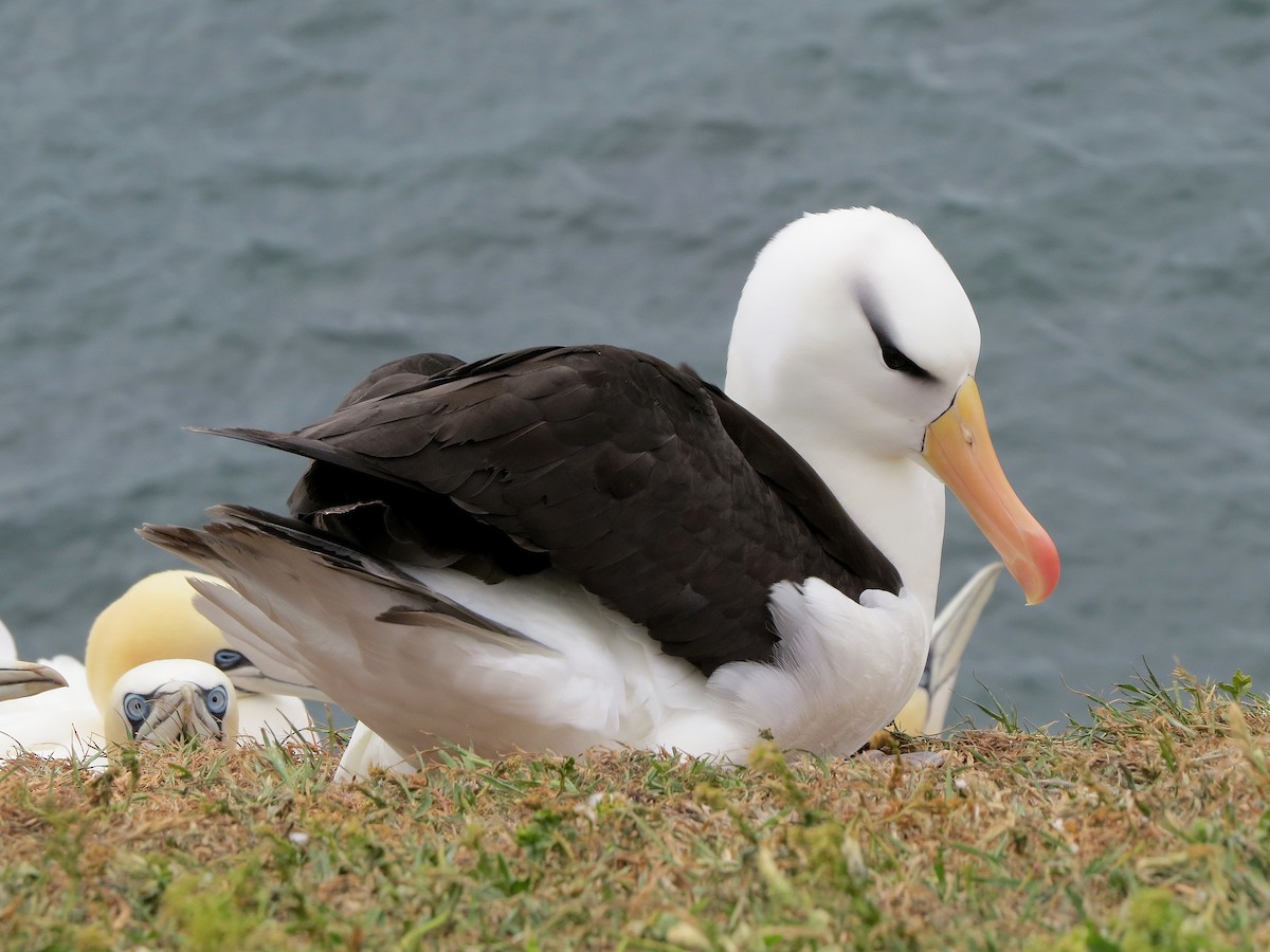 Black-browed Albatross - ML424525491