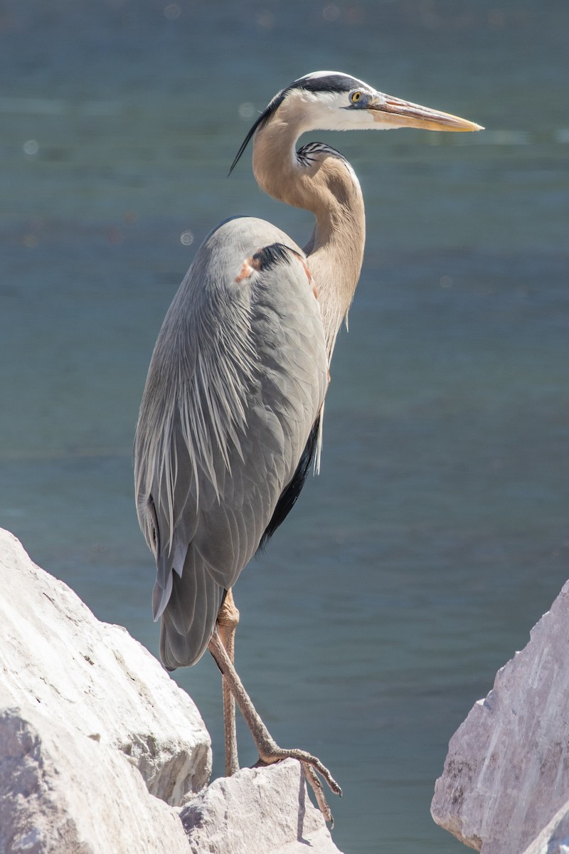 Great Blue Heron - ML424526741
