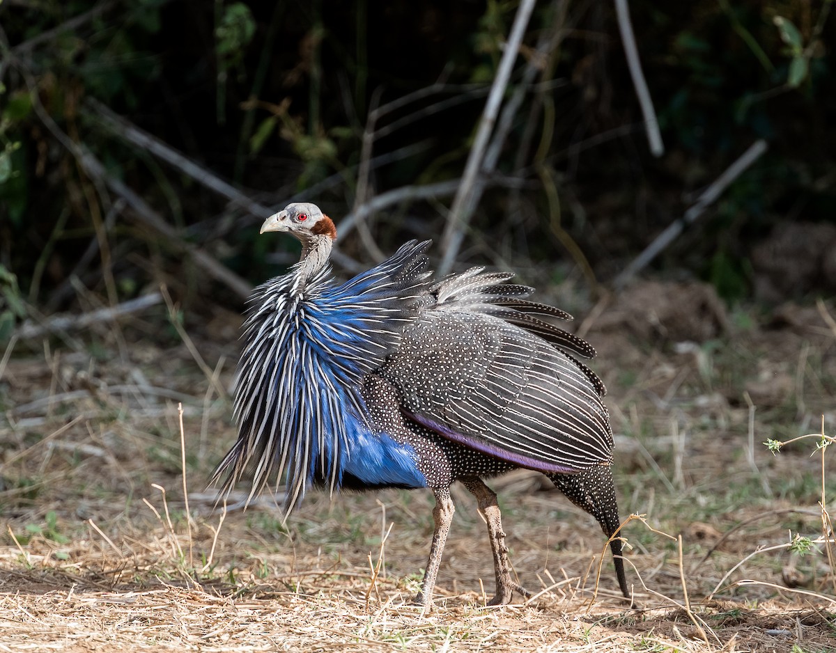 Vulturine Guineafowl - ML42452781