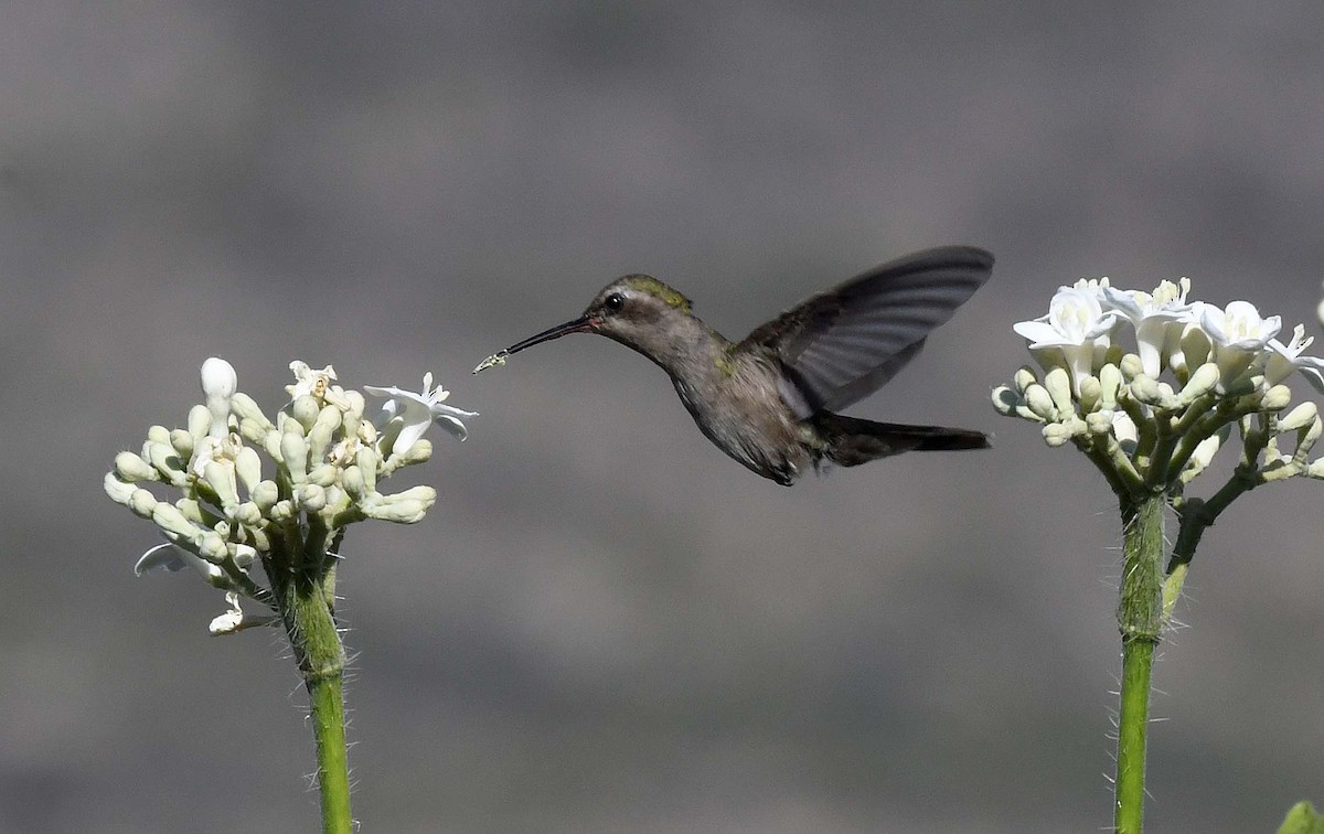 Dusky Hummingbird - ML424528181