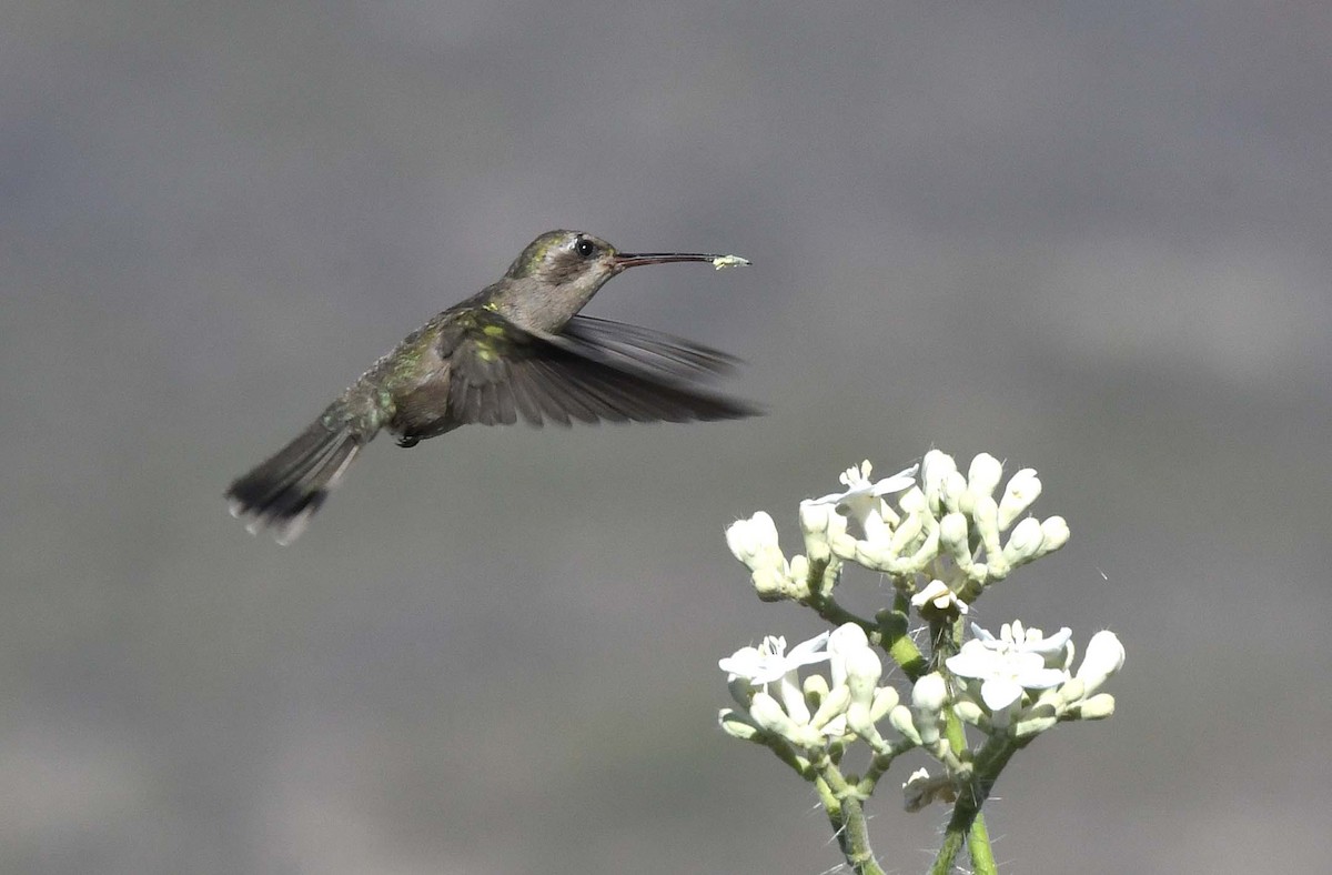 Dusky Hummingbird - ML424528231